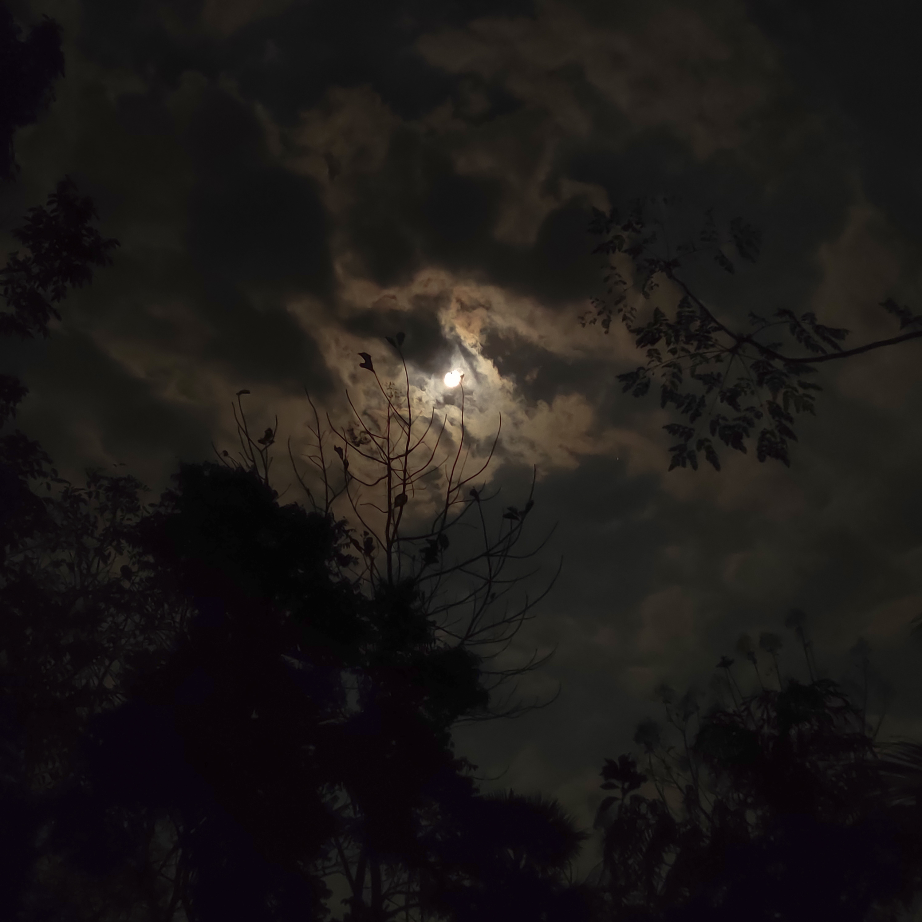 Moonlit Confessions