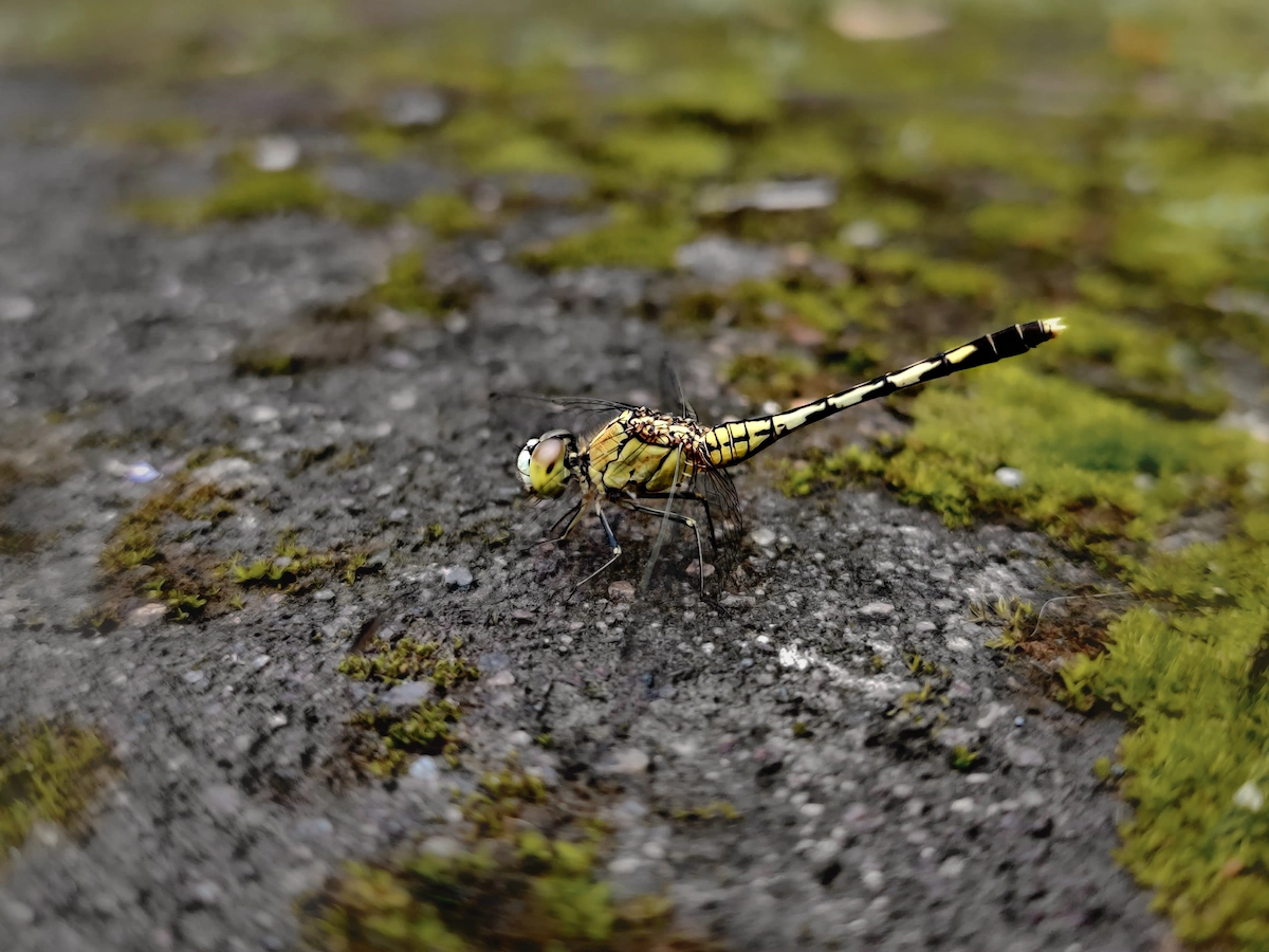 Landscape Photo 8